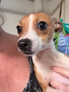 Cookie thumbnail 2