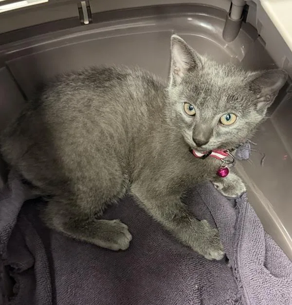 A baby small-sized male Domestic Short Hair cat named Raven for adoption in Escondido, CA