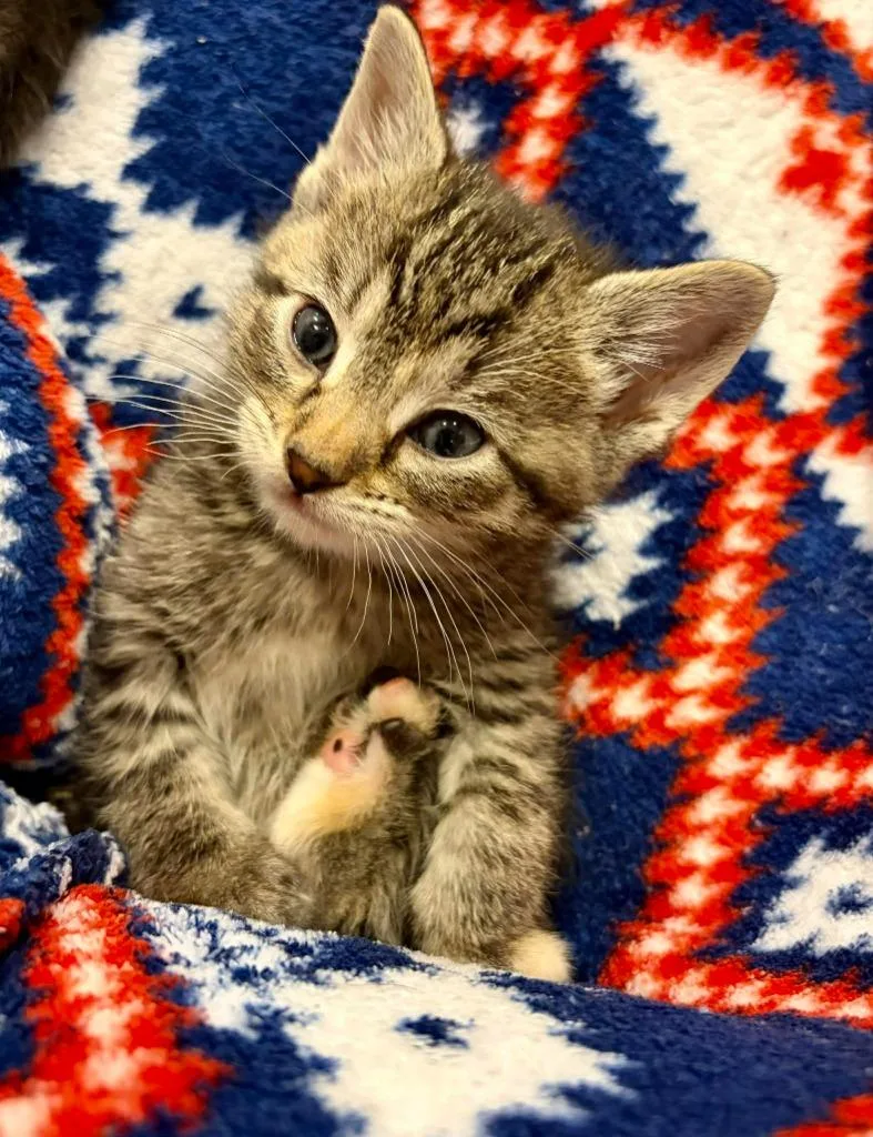 A baby small-sized female Domestic Short Hair cat named Delia for adoption in Urbandale, IA