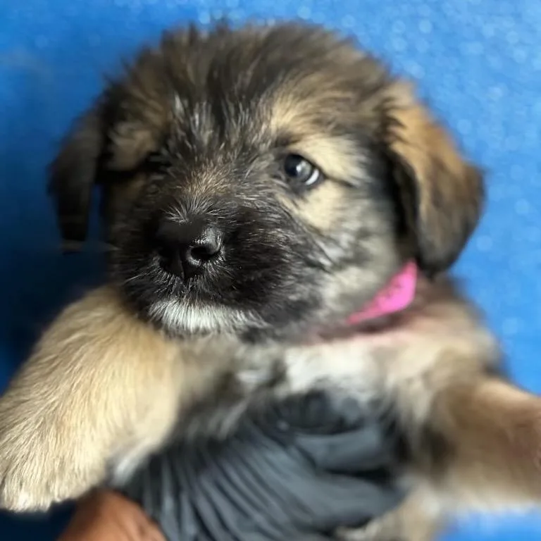 A baby medium-sized female Shepherd dog named Woodles for adoption in Point Richmond, CA