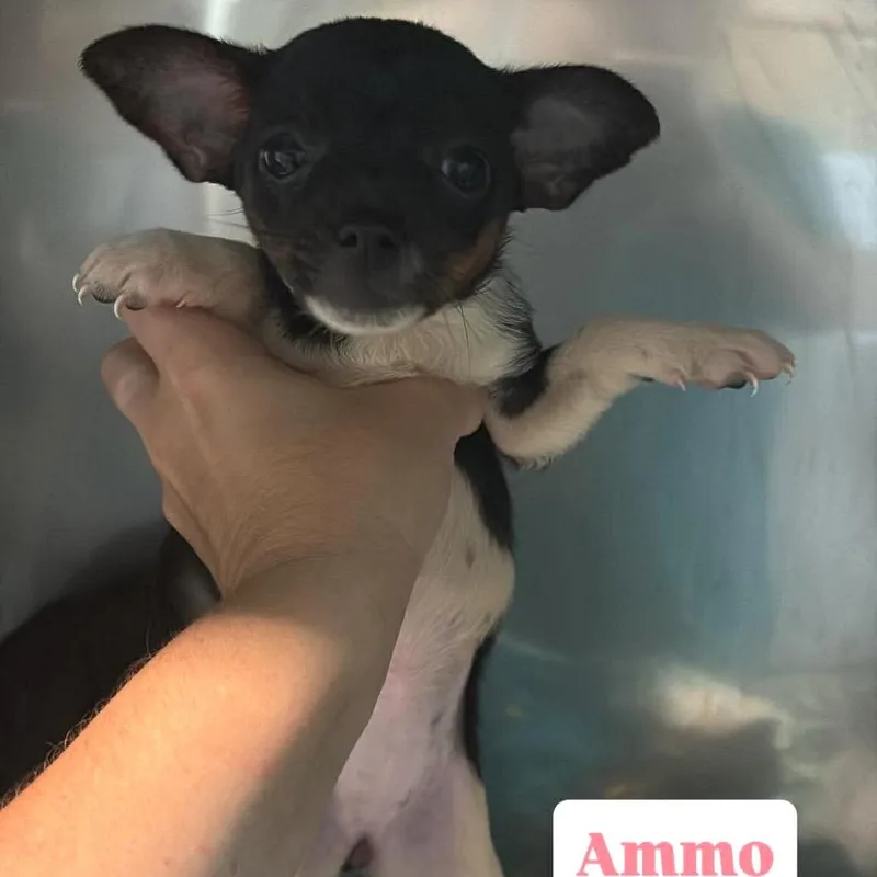 A baby small-sized female Brown / Chocolate Chihuahua dog named Ammo for adoption in Tampa, FL