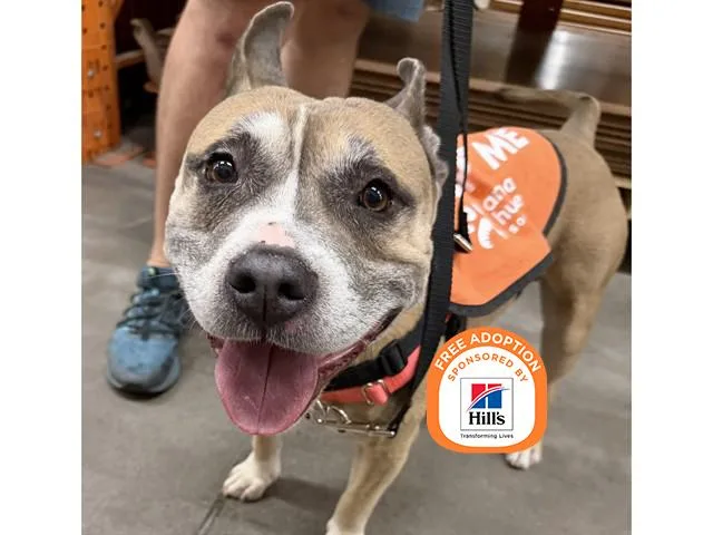 An adult medium-sized male English Bulldog dog named Major for adoption in Phoenix, AZ