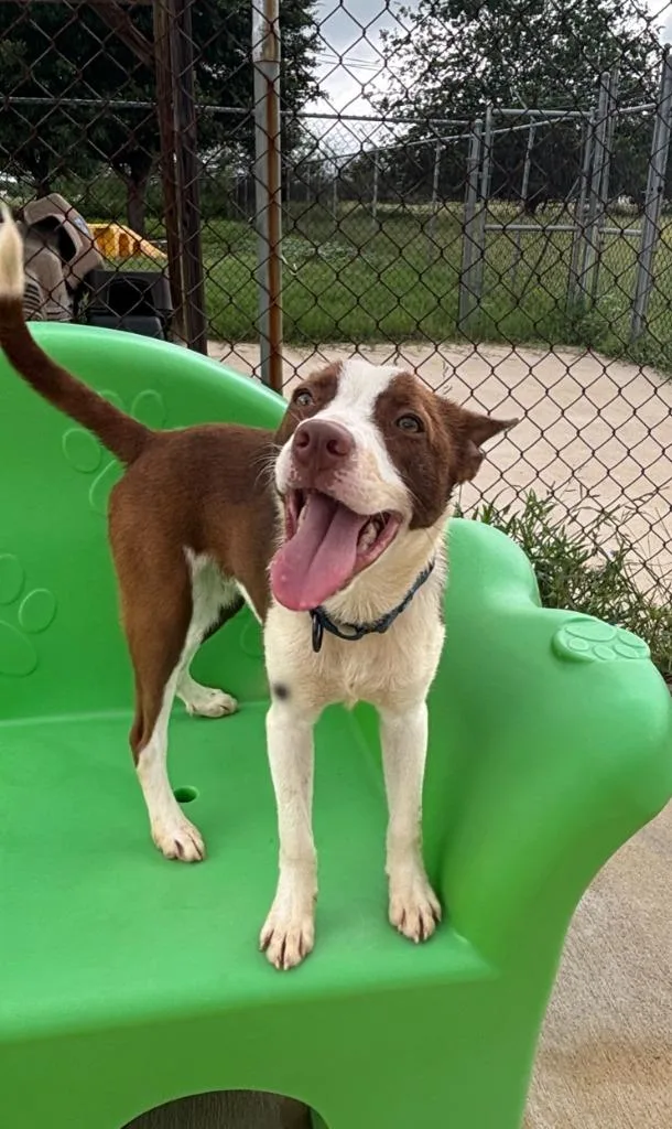 A young medium-sized male Terrier dog named Cinnamon for adoption in Luling, TX