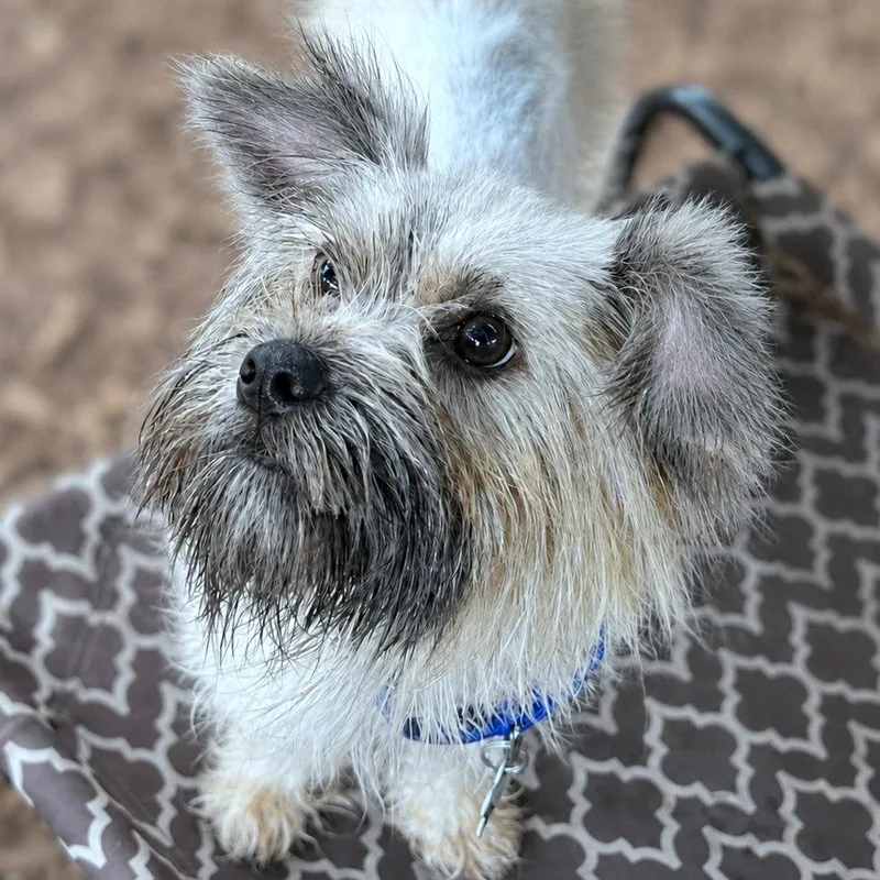 An adult small-sized male Gray / Blue / Silver Miniature Schnauzer dog named Cadet for adoption in Boerne, TX