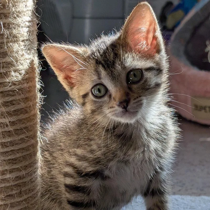 A baby small-sized male Brown / Chocolate Domestic Short Hair cat named Koa for adoption in West Des Moines, IA