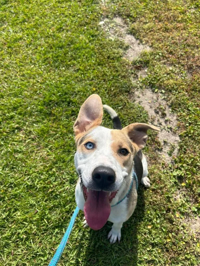 A young medium-sized female Hound dog named Havannah for adoption in New Bern, NC