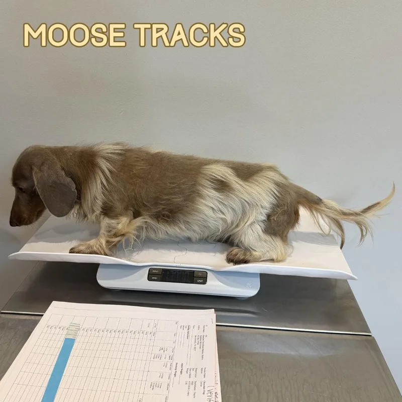Moose Tracks