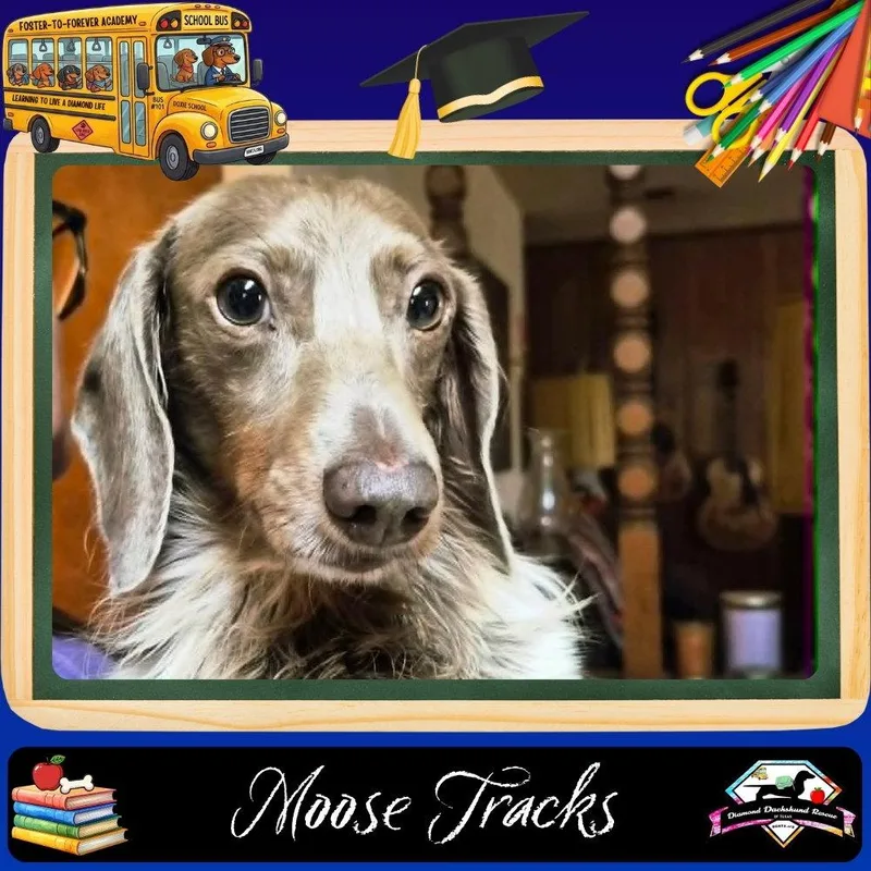 Moose Tracks thumbnail 2