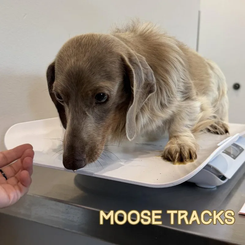 Moose Tracks thumbnail 3