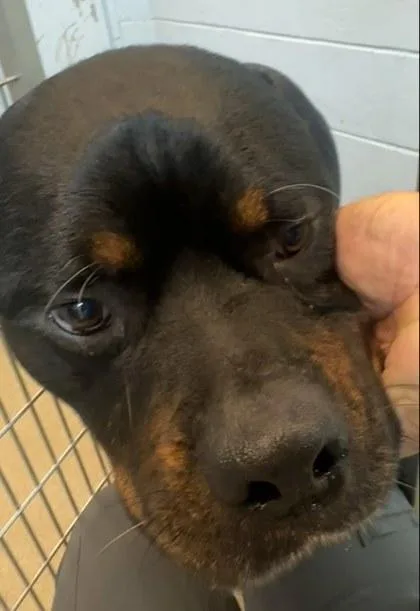 An adult extra large-sized male Rottweiler dog named Leroy for adoption in Palm Coast, FL