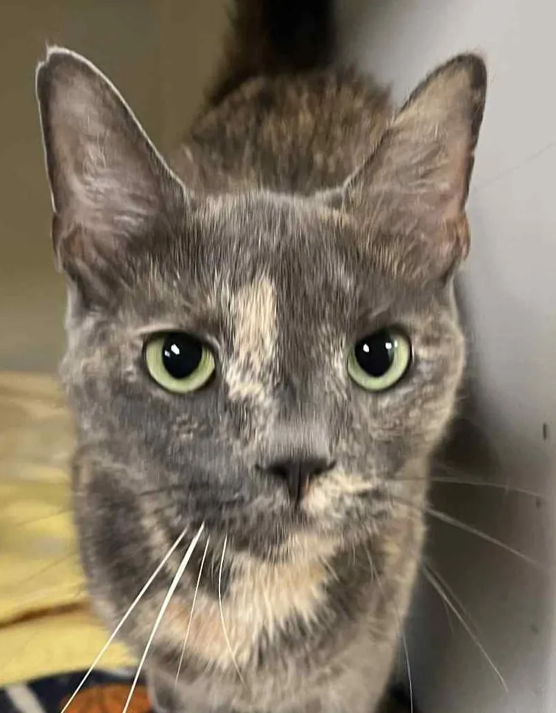 A young medium-sized female Dilute Calico Domestic Short Hair cat named Aurora for adoption in Robinson, IL