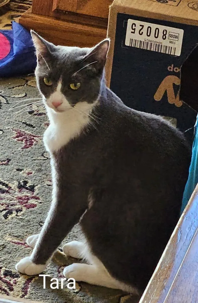An adult medium-sized female Domestic Short Hair cat named Tara for adoption in Parkville, MD