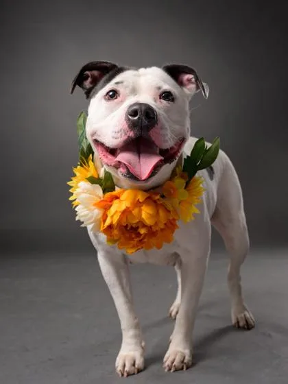 An adult medium-sized female American Bulldog dog named Laina for adoption in Atlanta, GA