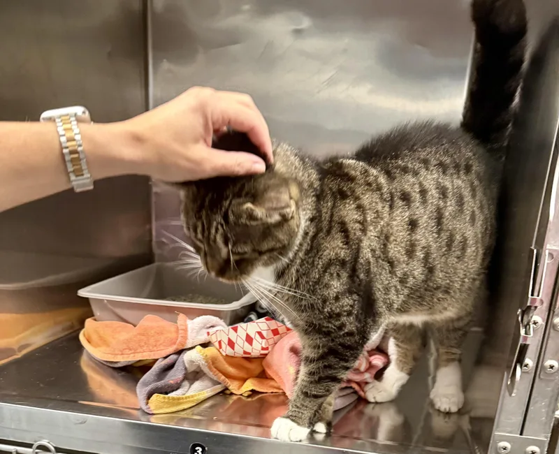 A senior medium-sized male Tabby (Gray / Blue / Silver) Domestic Short Hair cat named Choy for adoption in Yonkers, NY