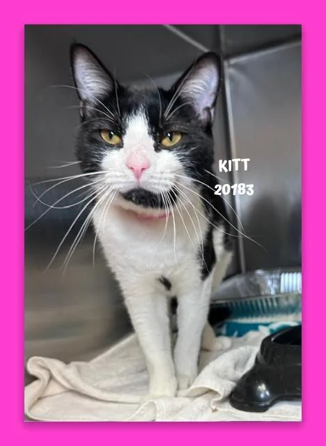 A young medium-sized female Black & White / Tuxedo Domestic Short Hair cat named Kitt for adoption in Marietta, GA