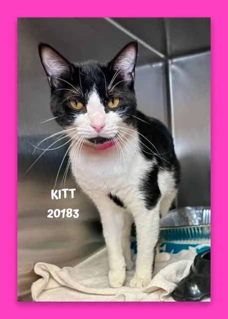Kitt thumbnail 2