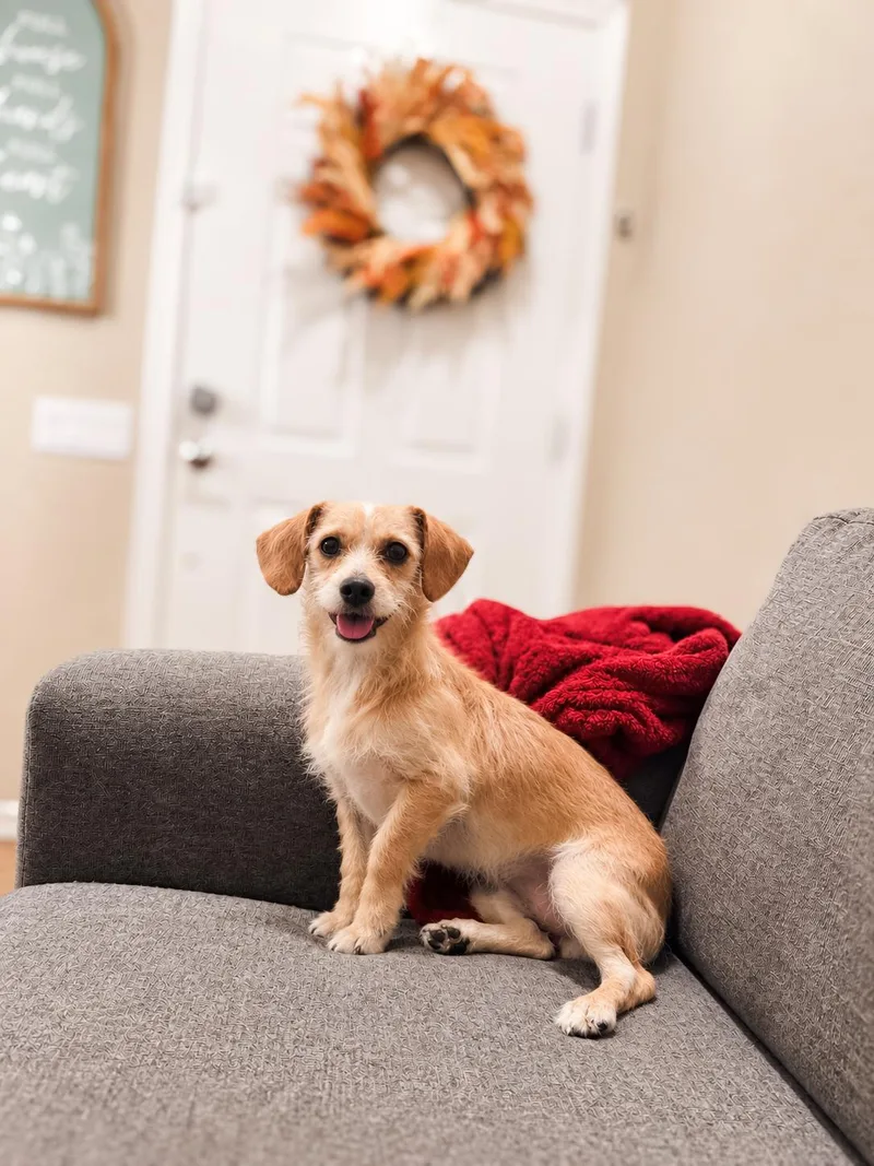 A young small-sized male Terrier dog named Cesar for adoption in Goodyear, AZ