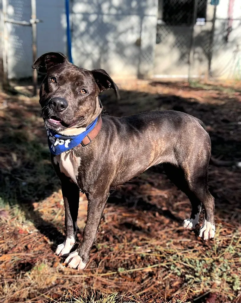 A young large-sized female Pit Bull Terrier dog named Hazel for adoption in Grants Pass, OR