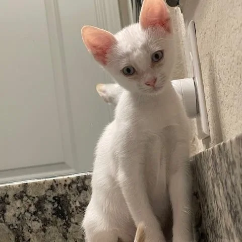 A baby medium-sized female White Siamese cat named Sugar for adoption in Alvin, TX