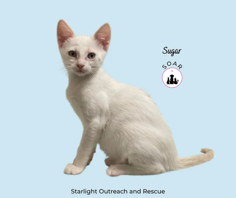 Sugar thumbnail 2