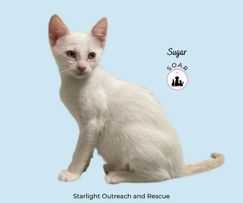 Sugar thumbnail 3