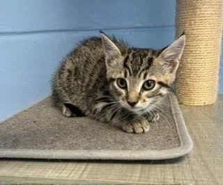 A baby small-sized female Domestic Short Hair cat named Luna for adoption in Lunenburg, MA