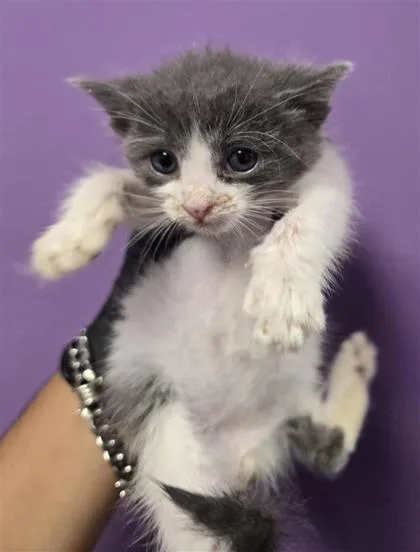 A baby small-sized male White Domestic Short Hair cat named Cole for adoption in El Paso, TX