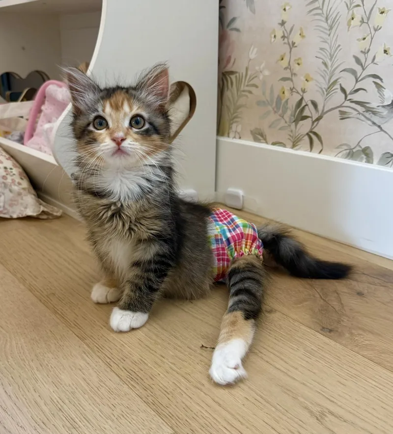 A baby medium-sized female Calico Domestic Medium Hair cat named Lola for adoption in El Segundo, CA