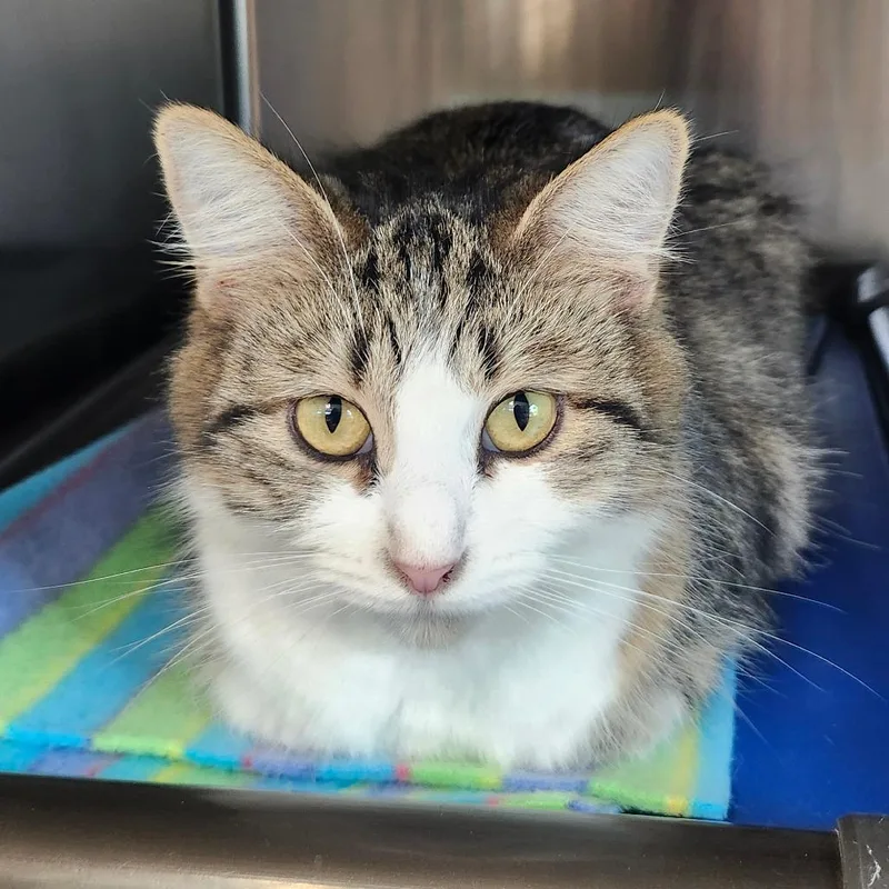 A young medium-sized female Brown / Chocolate Domestic Medium Hair cat named Fluffernutter for adoption in Columbia Station, OH