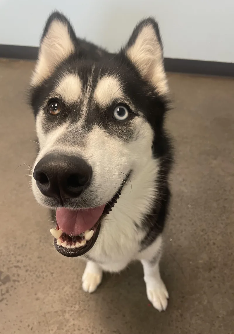 Merlin