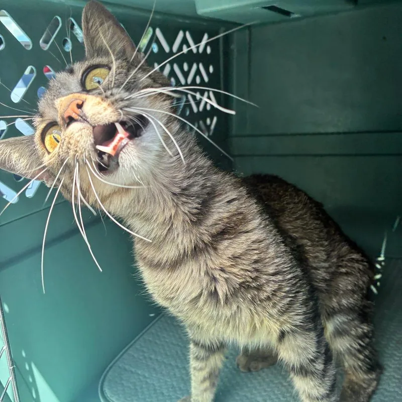 A young medium-sized female Domestic Short Hair cat named Monsoon Sweet & for adoption in Flagstaff, AZ