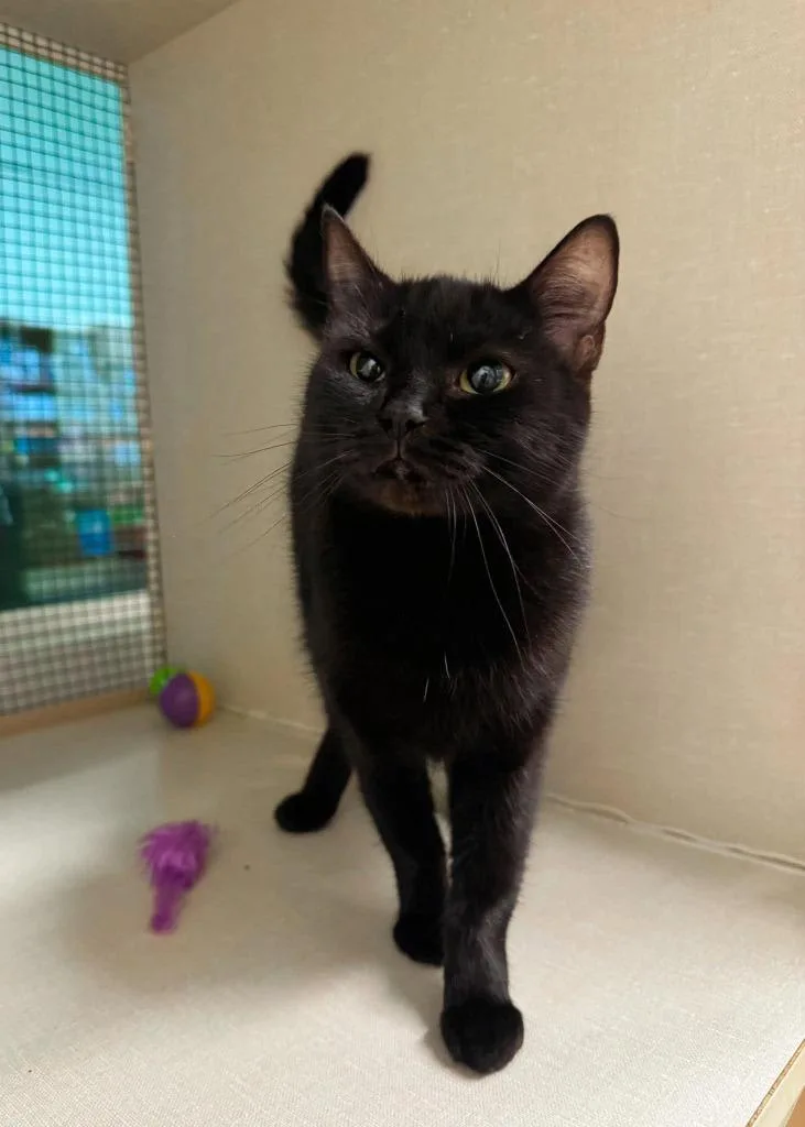 An adult medium-sized female Domestic Short Hair cat named Cleocatra for adoption in Effingham, IL