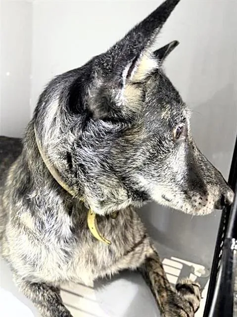 An adult large-sized female Belgian Shepherd / Malinois dog named Candy for adoption in Houston, TX