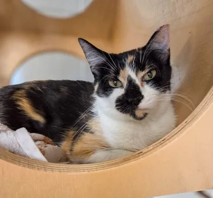 A young medium-sized female Domestic Short Hair cat named Bonnie for adoption in Fresno, CA