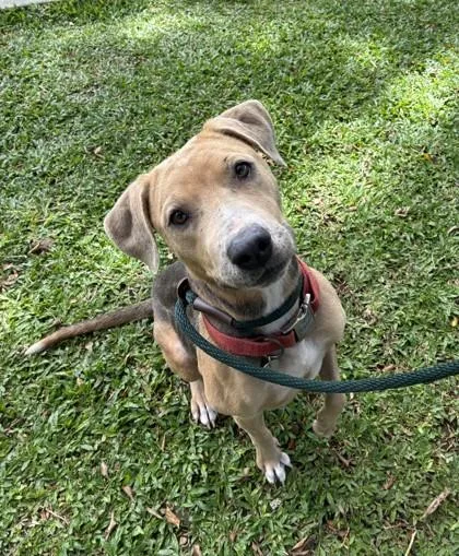 An adult medium-sized female Hound dog named Kate Moss for adoption in Honolulu, HI