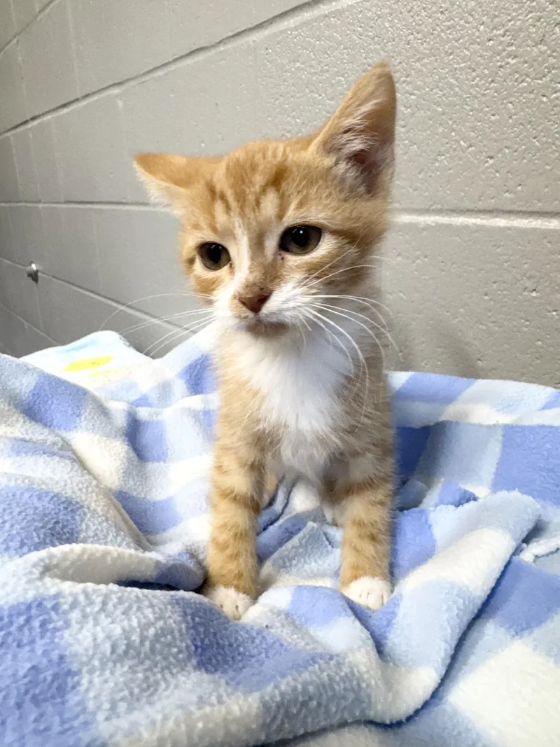 A baby medium-sized male Orange / Red Tabby cat named Darling Davy for adoption in Burlington, NC