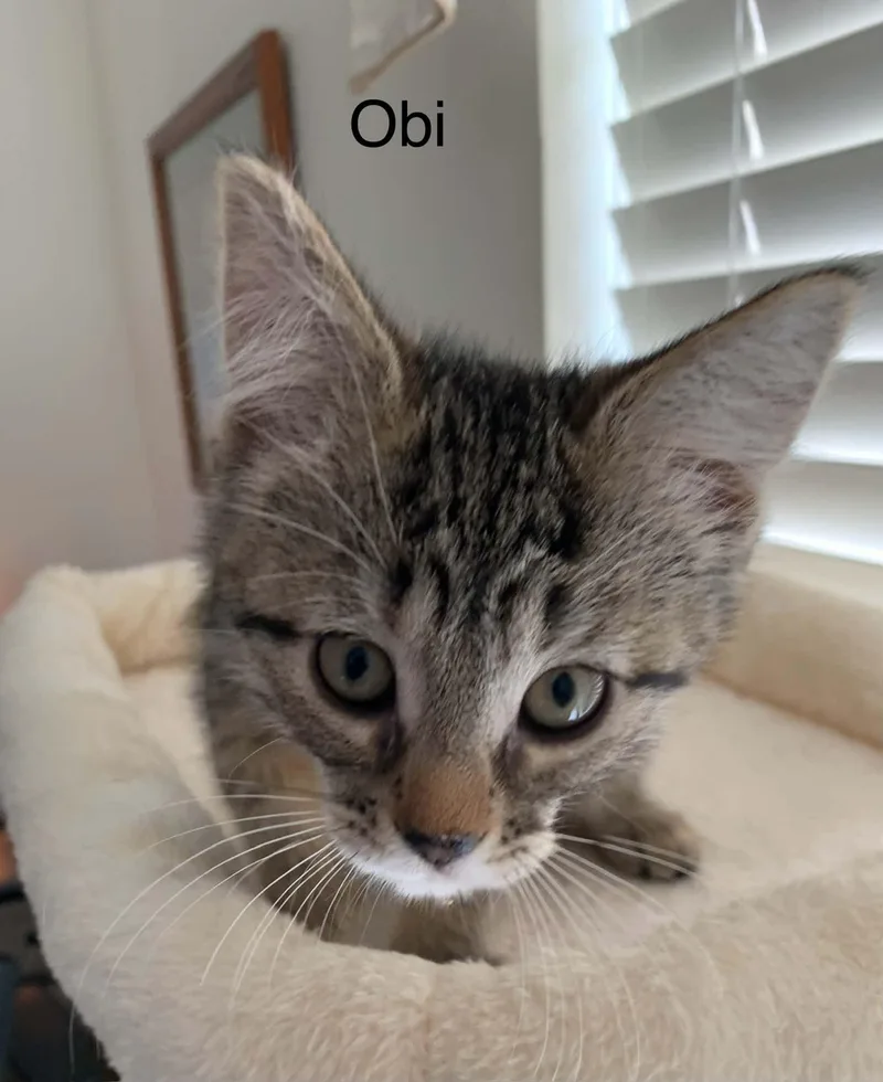 Obi