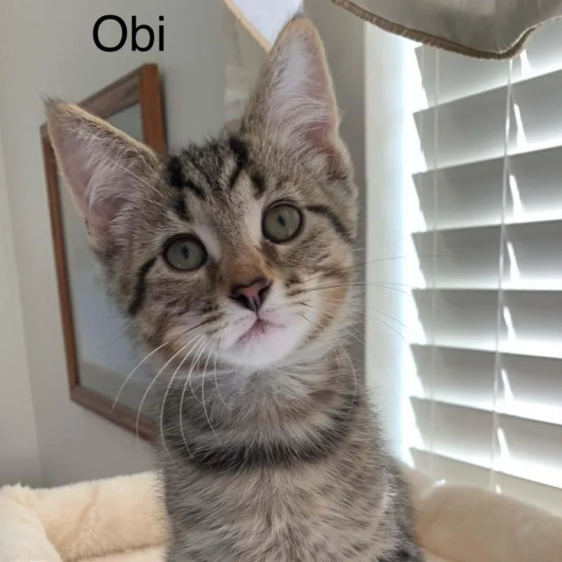 Obi thumbnail 2