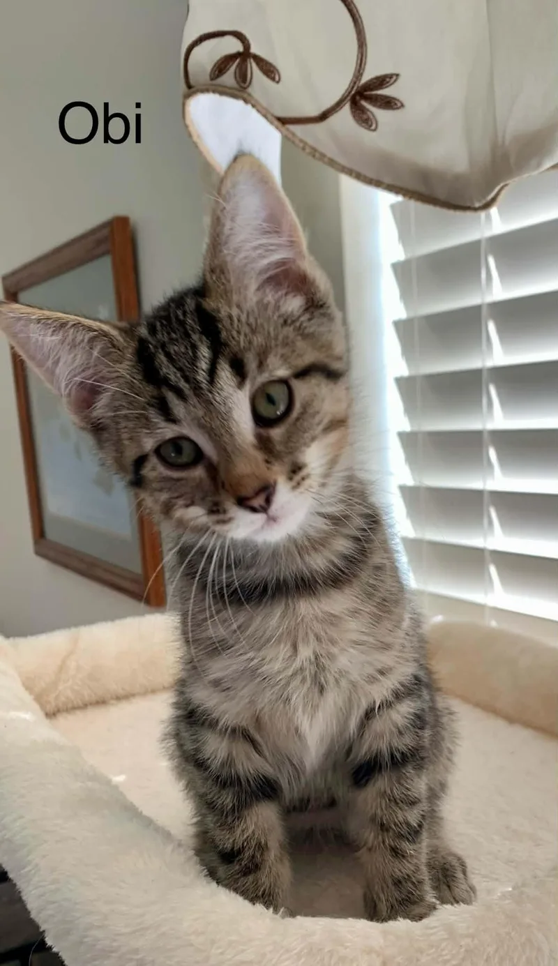 Obi thumbnail 3
