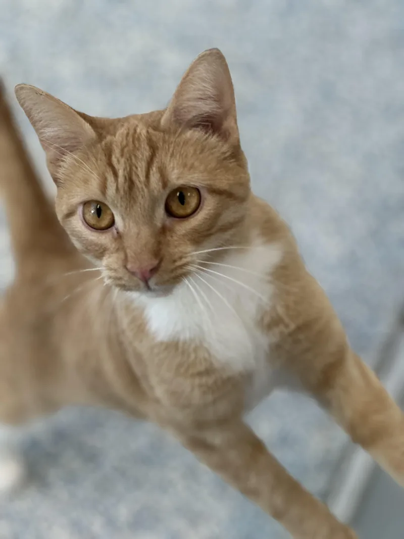 An adult medium-sized female Domestic Short Hair cat named Octavia for adoption in Stafford, VA
