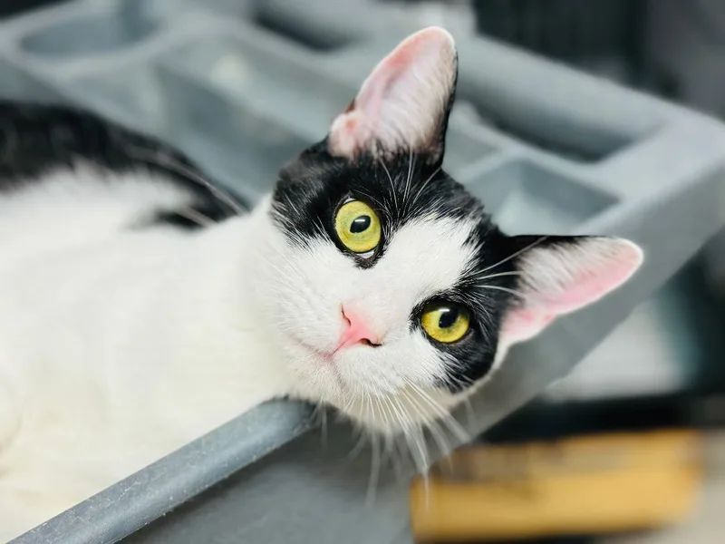 An adult small-sized female Black & White / Tuxedo Domestic Short Hair cat named Belle for adoption in Emporia, VA