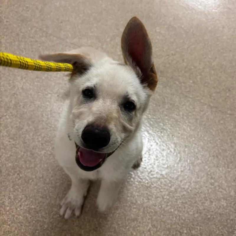 A baby medium-sized male White / Cream Shepherd dog named Mako for adoption in Bristol, IN