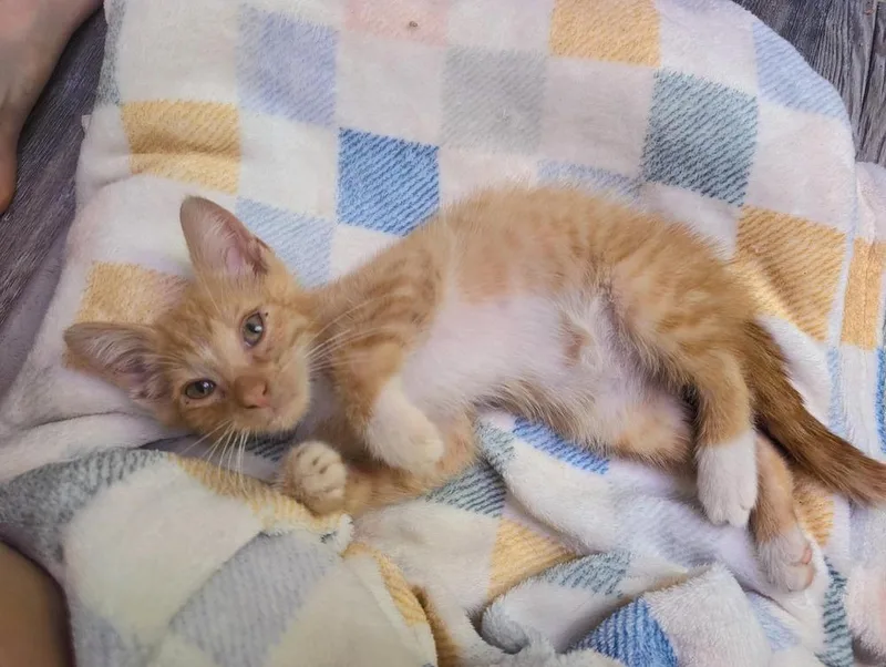 A baby small-sized male Orange & White Domestic Short Hair cat named Cheese Puff for adoption in WARNER ROBINS, GA