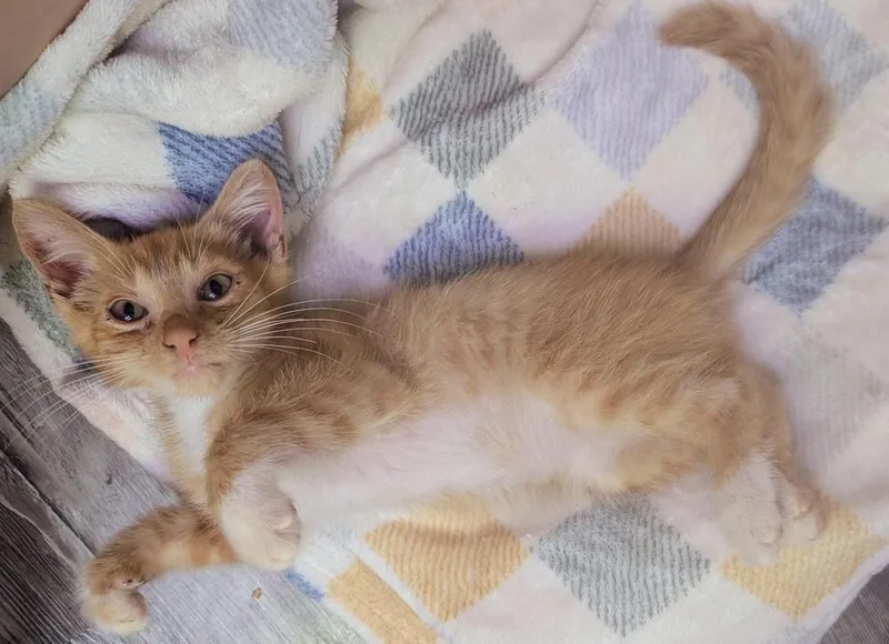 Cheese Puff thumbnail 3