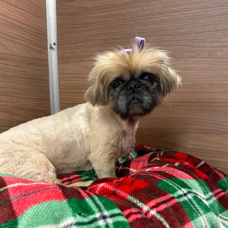 A senior small-sized female Brown / Chocolate Pekingese dog named Miss Grace for adoption in Cedar Park, TX