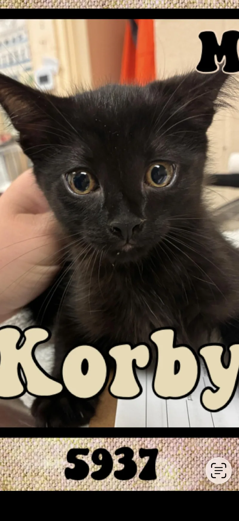 A young medium-sized male Black American Shorthair cat named Korby for adoption in Marvin, NC