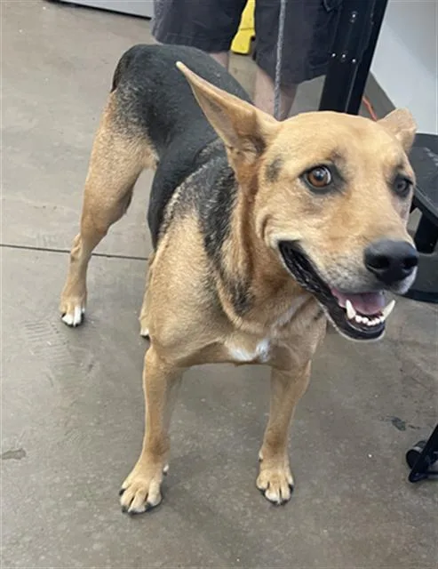 An adult medium-sized male Mixed Breed dog named Max for adoption in Dallas, TX