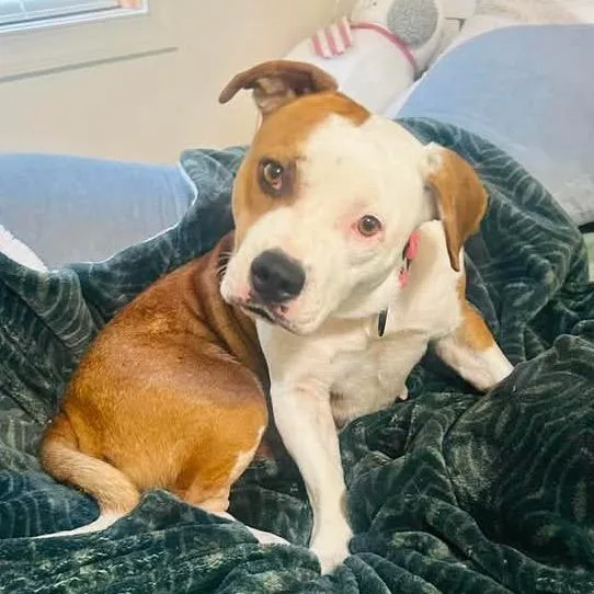 An adult medium-sized female Brown / Chocolate Mixed Breed dog named Alpha for adoption in Fredericksburg, VA