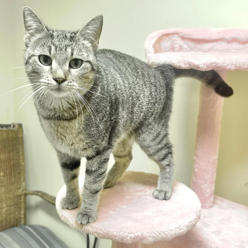 An adult medium-sized female Tabby (Tiger Striped) Domestic Short Hair cat named Latte for adoption in Beechbottom, WV