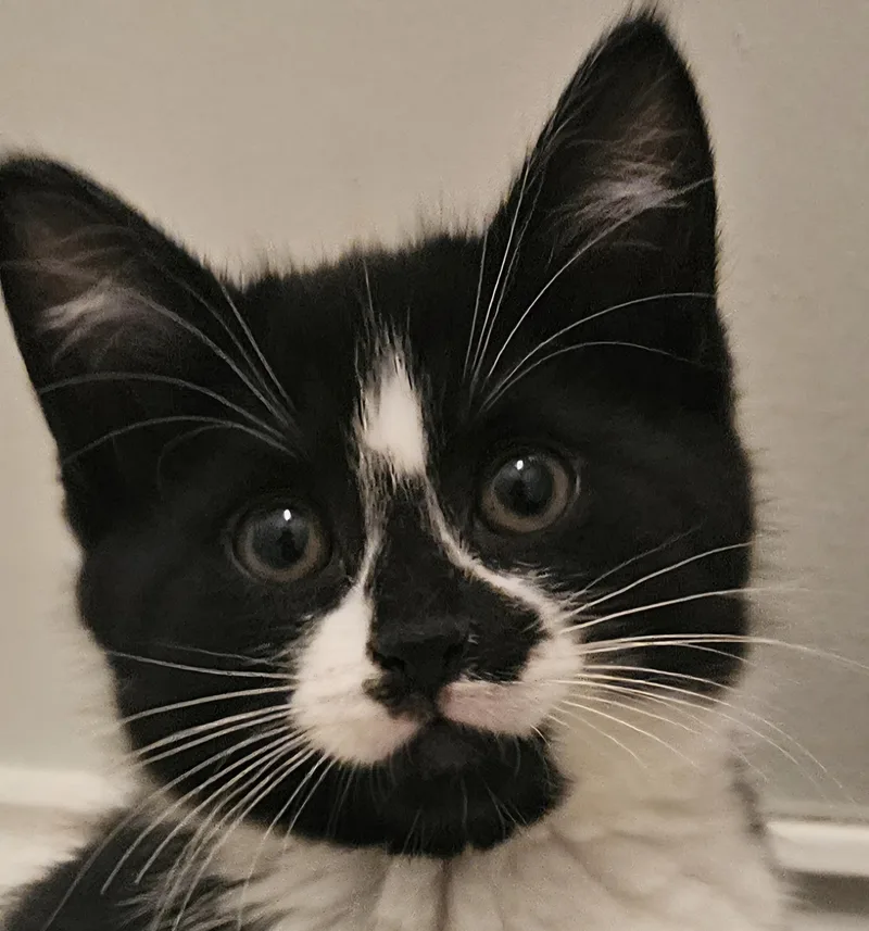 A baby medium-sized female Black & White / Tuxedo Tuxedo cat named Lilly for adoption in Hopewell Jct, NY